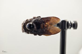 Media type: image;   Entomology 810657 Aspect: habitus dorsal view